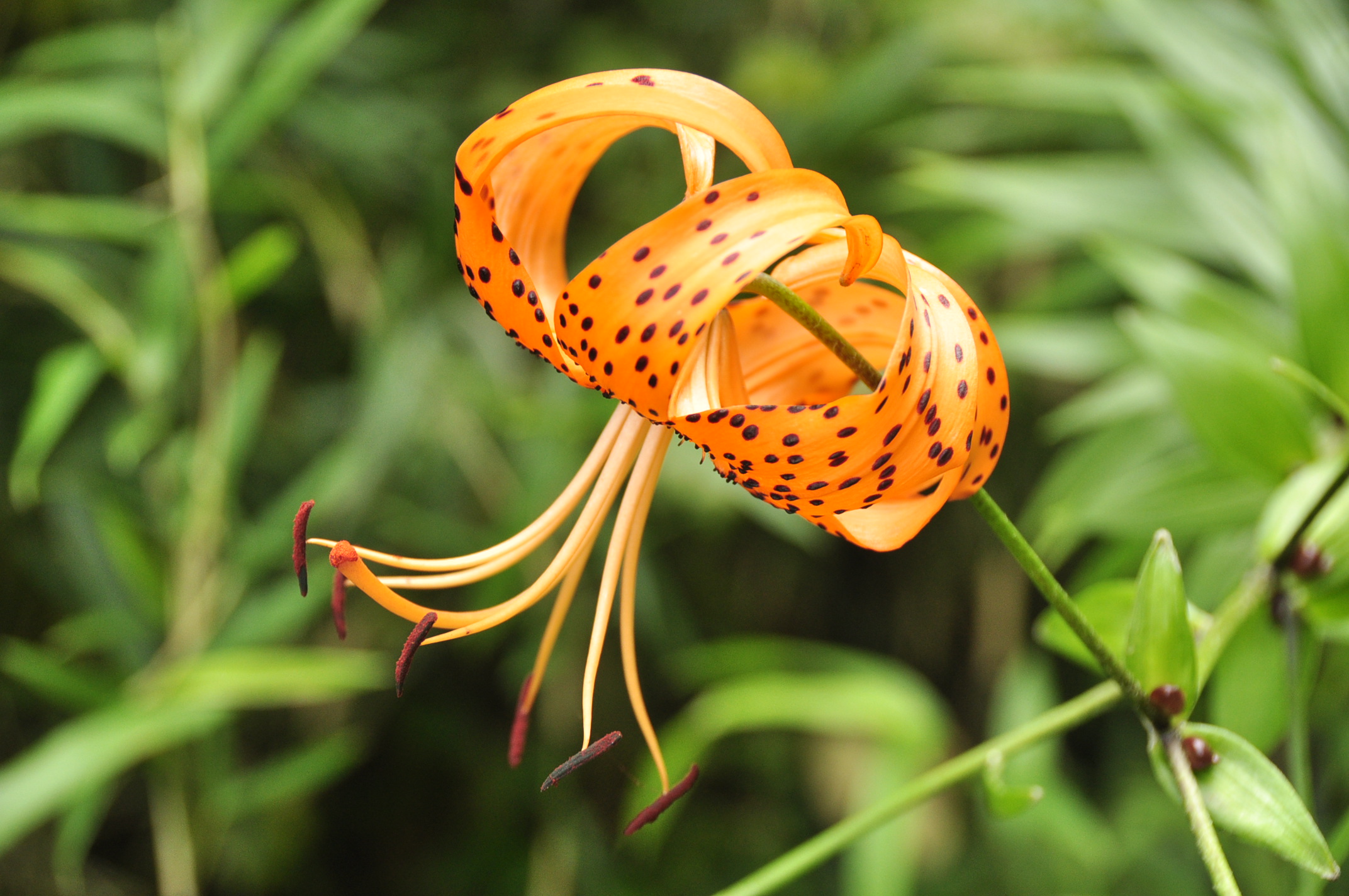 A wild encounter with the local flora, Miyagi Prefecture, Japan