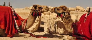 palmyra camels baghdad verbal awaiting