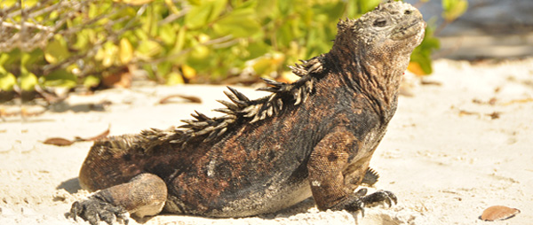 On top of every rock, under ever cactus, all over every island in the Archipelago. Iguanas of vivid colour - land or sea (and unnatural unions of the two), simply lie around, free of threat, focused entirely on soaking up the sun's rays. This guy wouldn't move no matter what we did so focused was he on the task at hand. His position would be the envy of any yogi - a perfect sun salutation.  